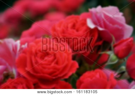 horizontal floral background - red pink blurred roses. suitable for wedding invitation card, valentine's day, birthday