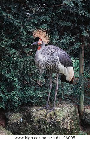 Crowned Crane standing on a rock on a background of a coniferous tree.