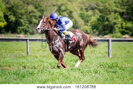 racing horse portrait in action on competition