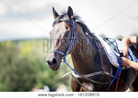 racing horse portrait close up after competition
