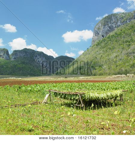 tobakken hoesten, Vinales Valley, Pinar del Rio provinsen på Cuba
