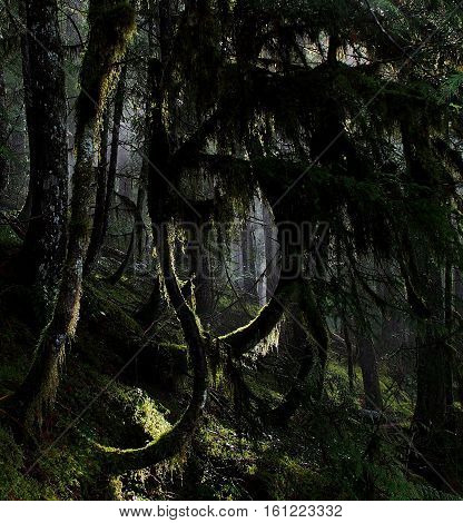 The sun illuminates draping moss on a bowed tree on a hill on the Koosah Falls Trail in Western Oregon on a Spring day.