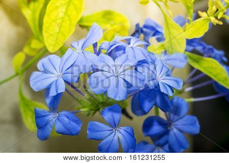 Blue Plumbago Flowers In In Garden (cape Leadwort Or Plumbago Auriculata)