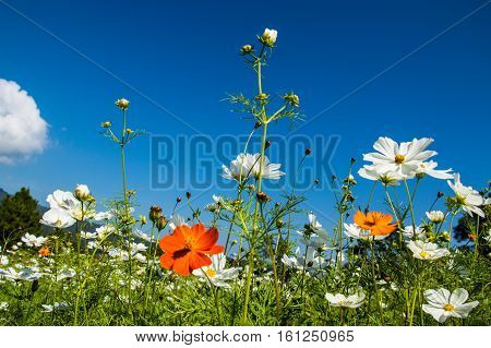 the Small flowers With warm sunshine beautiful