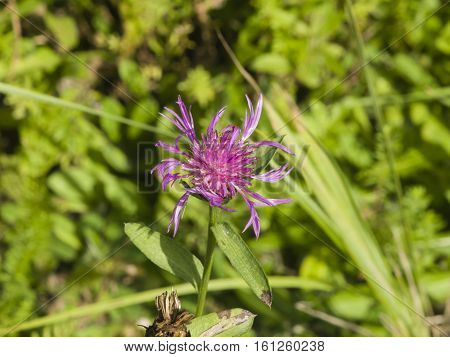 Blooming Brown Knapweed Centaurea jacea macro selective focus shallow DOF