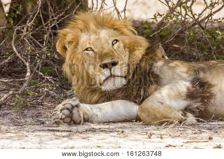 portrait of wild male lion resting in Kruger Park
