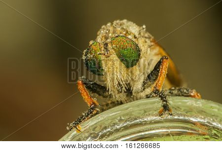 Robber fly eyes taken as macro shot extreme
