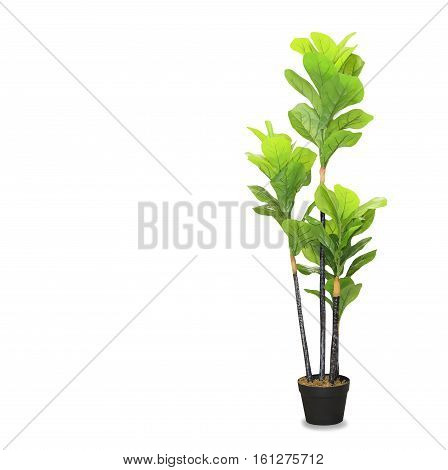 Big dracaena palm in a pot isolated over white