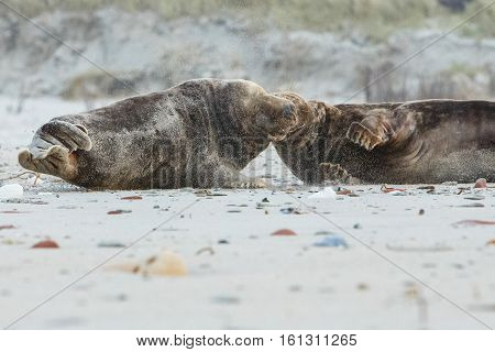 seals fight on dune island near helgoland, wild ocean, marine wildlife, germany, helgoland and dune, a lot of seals, new life comes