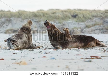 seals fight on dune island near helgoland, wild ocean, marine wildlife, germany, helgoland and dune, a lot of seals, new life comes
