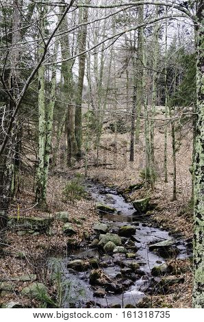 Creek flowing through woods near Barden Reservoir