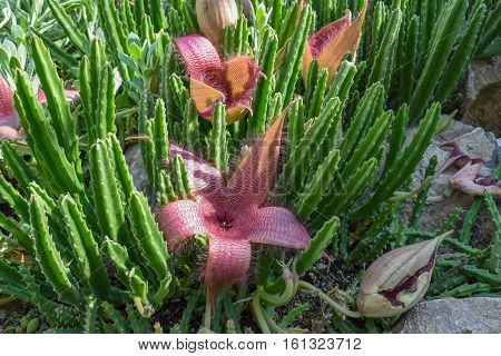 Beautiful Starfish flower cactus in botanical garden