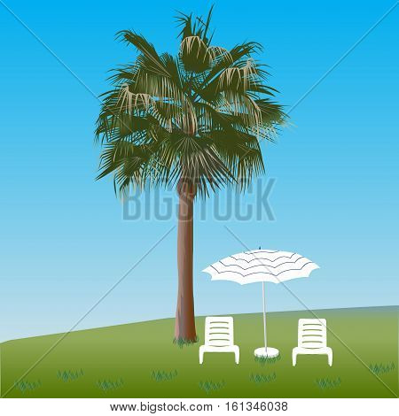 Palm Tree And Chaise Lounges