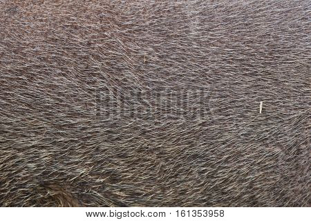 Bornean bearded pig (Sus barbatus), also known as the bearded pig. Skin texture. 