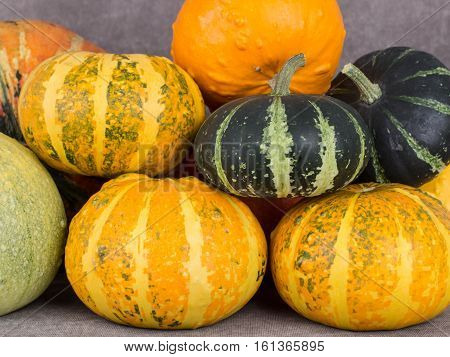Autumn harvest of bright decorative pumpkins for still life.