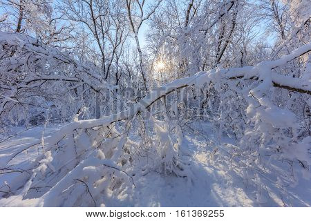 sunrise in forest. Location: Comana Natural Park, Romania.