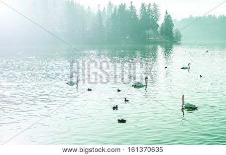 beautiful calm winter foggy lake with many swans