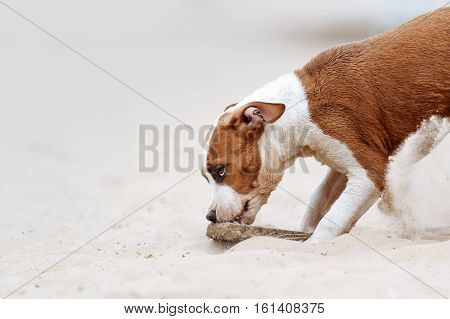 Beautiful little puppy staffordshire terrier playing on the beach and gnawing wooden object. Dog chews