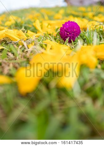 Close Up Of Gomphrena Globosa Flower, On The Ground
