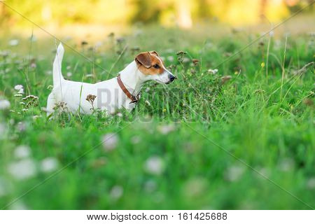 Jack Russell Terrier puppy in the grass discovers the world