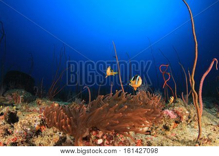 Clarke's Anemonefish (Clownfish) fish in fluorescent red sea anemone