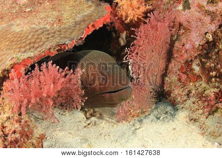 Giant Moray Eel hides in coral reef