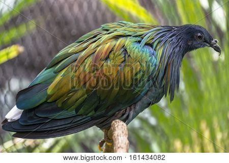 Nicobar Pigeon in captivity in a zoo.