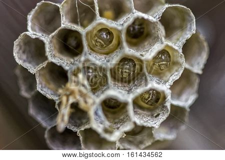 A macro shot of a wasp nest.