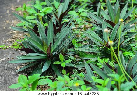 Close up Beautiful Oyster plant in garden