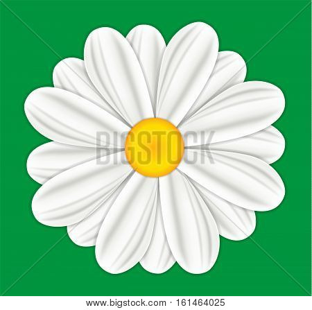 Chamomile flowers. Iolated. View from above. Vector Illustration