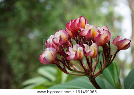 Azalea bloom flower bouquet big beautiful sun glare. Beautiful background blur.