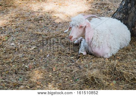 White angora goat on the straw angora sitting on ground