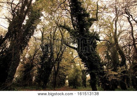 TREES IN FOREST karditsa greece winter wood