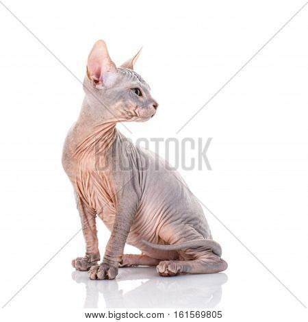 Bald cat. Cat of breed sphinx. Naked cat. A kitten without wool.