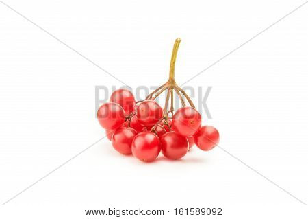 Branches of viburnum isolated on a white background cutout