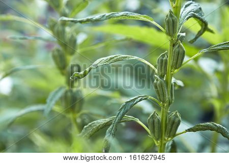 closeup fresh sesame plant field In Thailand