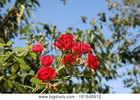 Close up of red rose in village garden