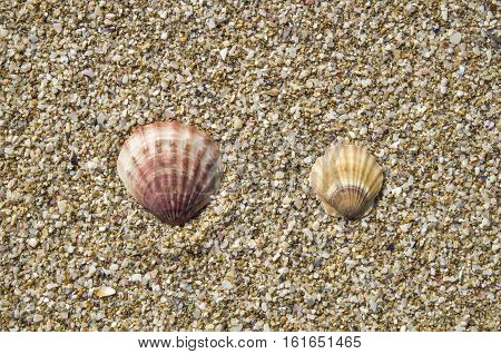 Two shells of pecten ponticus on sand in sunny day