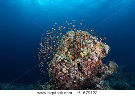 Coral Life Diving Sudan Soudan Red Sea Safari