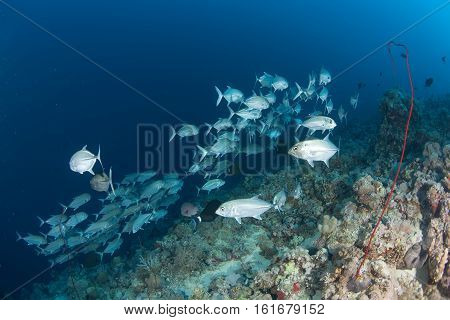 Coral Life Diving Sudan Soudan Red Sea Safari
