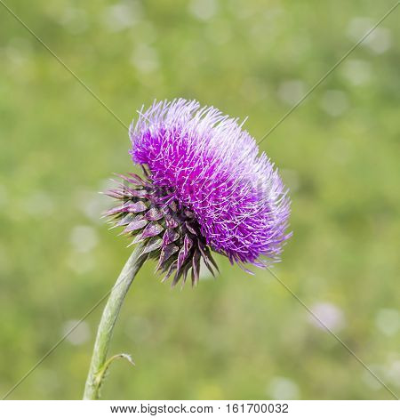 Thistle beaked (lat. Carduus uncinatus Bieb.). Wild medicinal plants of Siberia