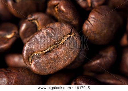 Kaffee seed
