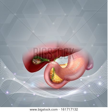 Stones In The Gallbladder And Anatomy Of Other Surrounding Organs Abstract Light Grey Background Wit