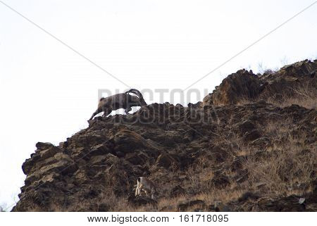 Capricorn climbs the mountain in russia taiga