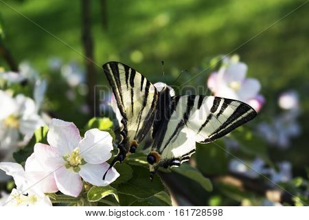 butterfly drinking nectar on white flowers. Close up butterfly and apple tree flowers. Close up of butterfly on white-pink blossom apple tree