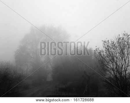 Gloomy Winter Scene
