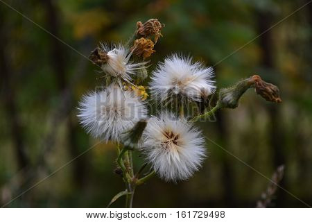 Dry white flowers ripe with fluffy seeds