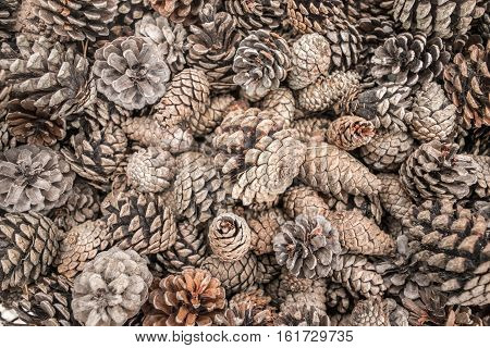 a large group of pine cones giving a nice texture