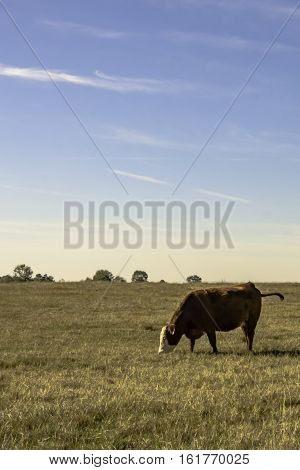 Lone commercial crossbred cow in a dormant pasture with blue sky in vertical format