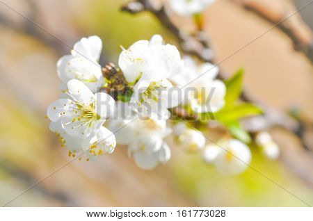 white peach blossom flower or plum flower